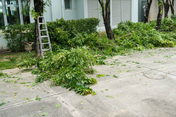 The Steps Involved in Our Tree Care Process in Buckingham, FL